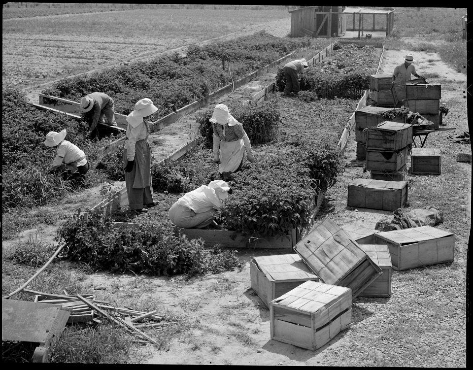 Closing of the Jerome Relocation Center, Denson, Arkansas. Rohwer residents salvage the tomato plan . . . - NARA - 539684