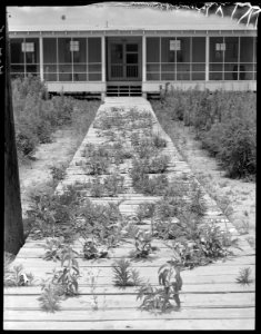 Closing of the Jerome Relocation Center, Denson, Arkansas. Weeds had already begun to take possessi . . . - NARA - 539691