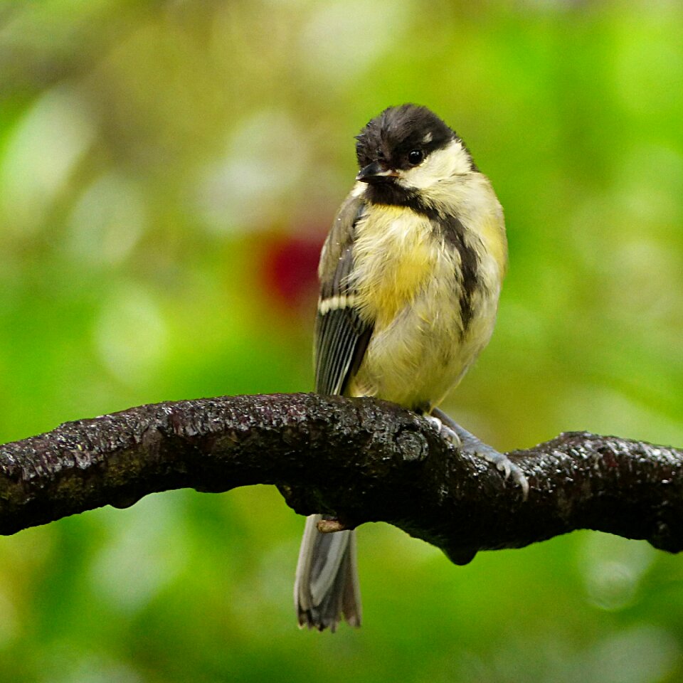Parus major young foraging