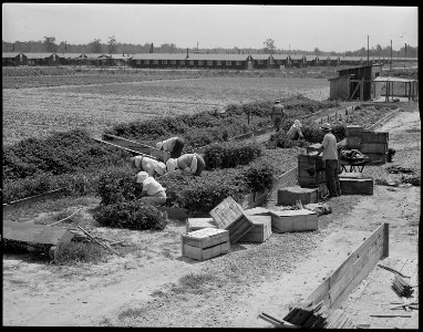Closing of the Jerome Relocation Center, Denson, Arkansas. Rohwer residents salvage the tomato plan . . . - NARA - 539683