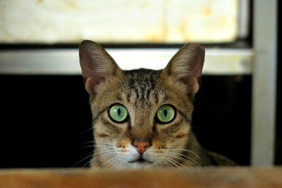 Animal cute pets
