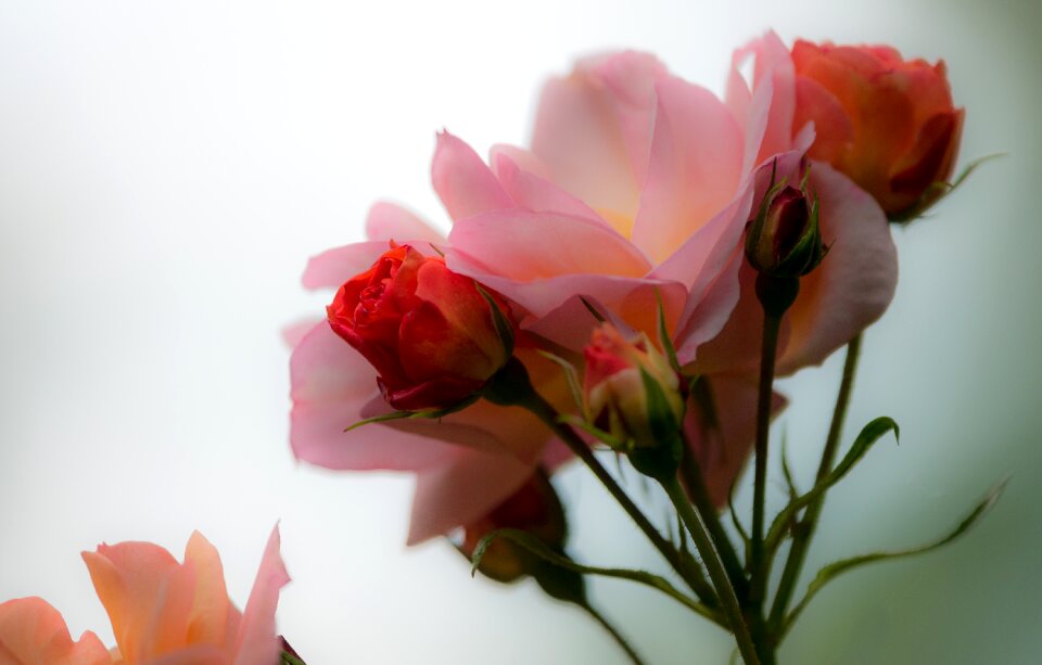 Bloom blossom nature