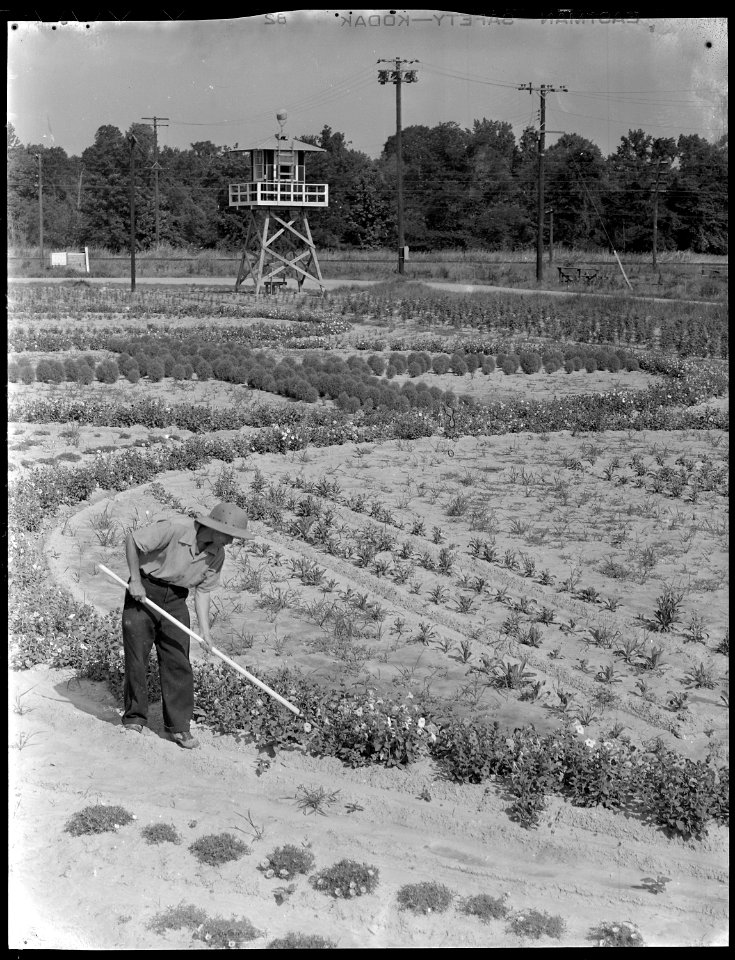 Closing of the Jerome Relocation Center, Denson, Arkansas. The decorative flower gardens at the app . . . - NARA - 539672