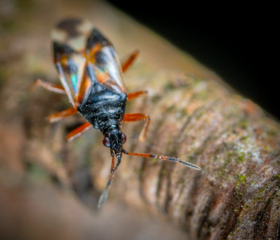 Bespozvonochnoe beetle living nature