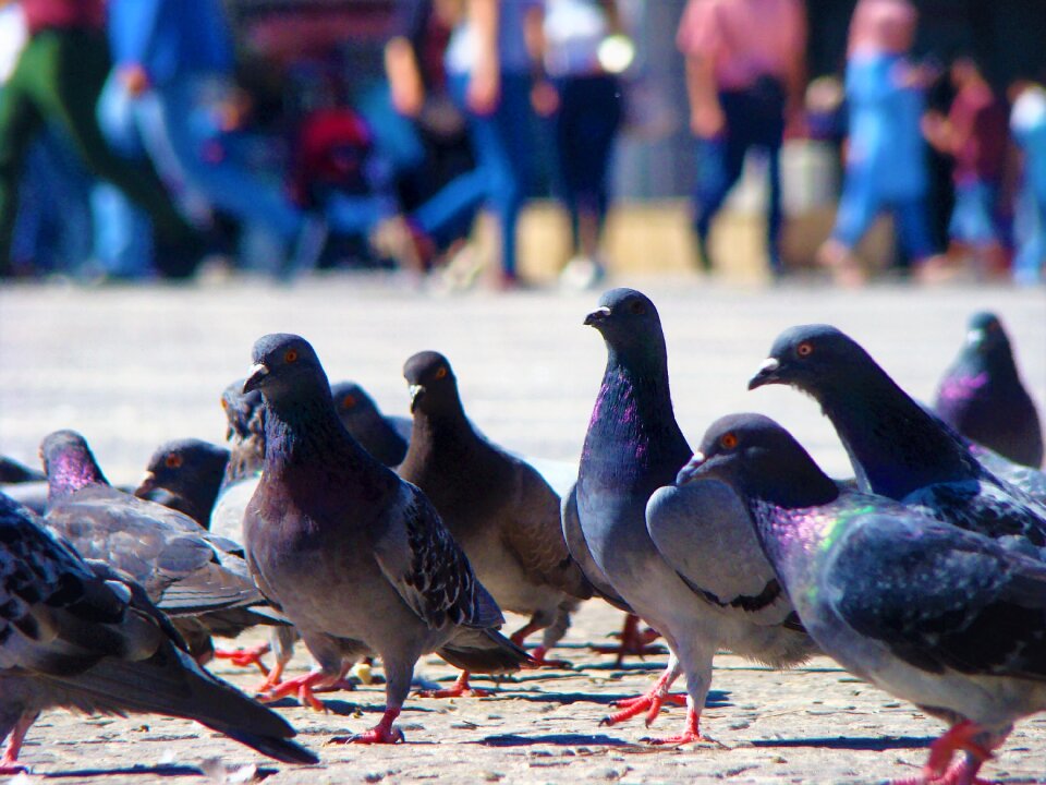 Bird animal nature