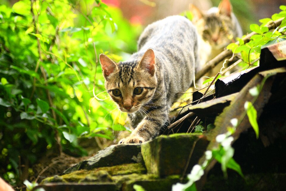 Outdoor young cat