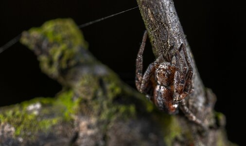 Nature arachnids spider photo