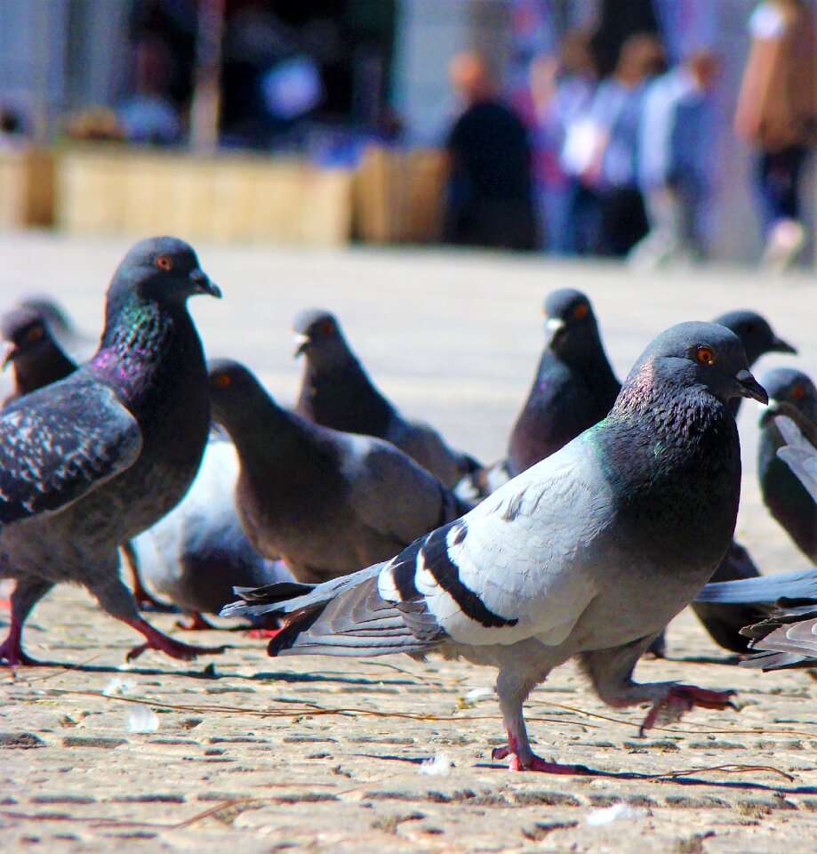 Nature animal pigeon