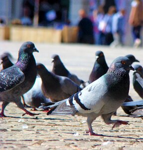 Nature animal pigeon photo