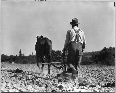Coosa Valley, Alabama. Farm activity near Talladega - NARA - 522573
