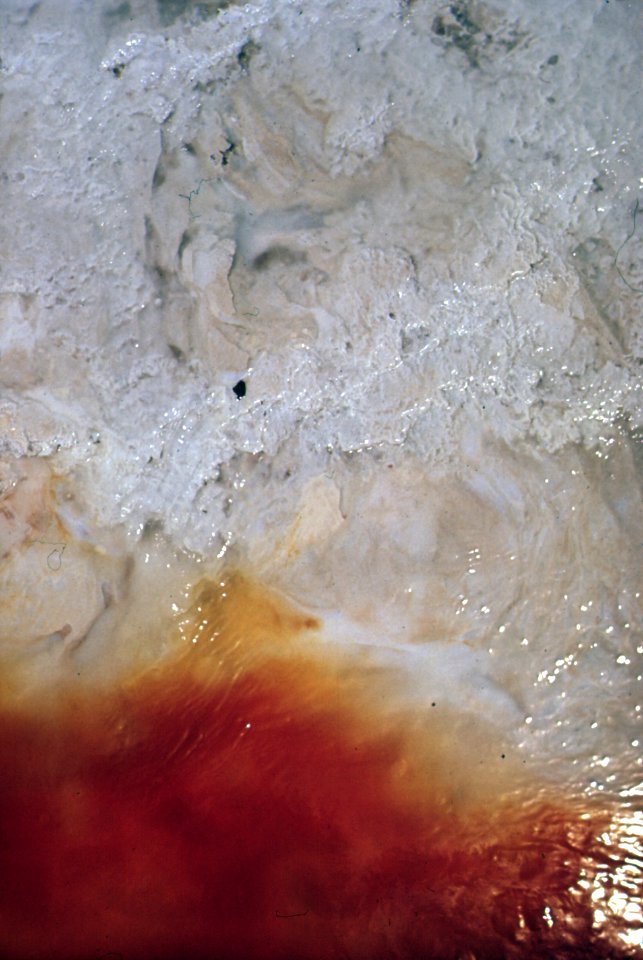 Contaminated Water In Drainage Ditch Behind Pittsburg Glass Co - NARA - 546110