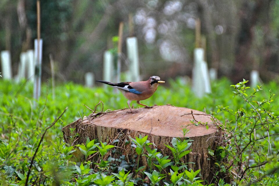Outdoors nature animal
