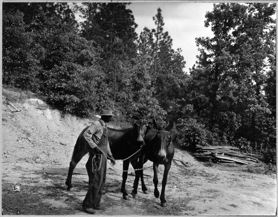 Coosa Valley, Alabama. Part of stock owned by farmer who has to vacate from reservation. - NARA - 522624