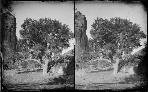 Cottowood Tree, Canyon De Chelle 1873 New Mexico - NARA - 519744