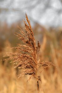 Grasses plant nature