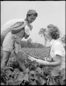 Cumber County, Maine. Alice Whitten, VFV girl student of Deering High School, Portland, checking in beans with Miss... - NARA - 513404 photo