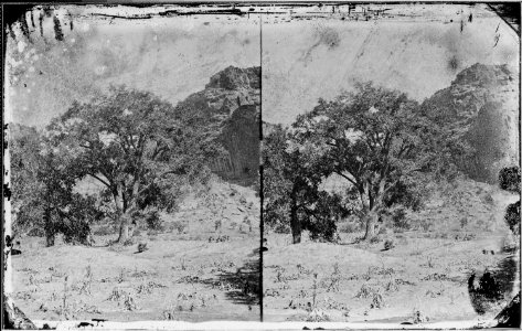 Cottonwood tree. Canyon De Chelle. Arizona - NARA - 519725
