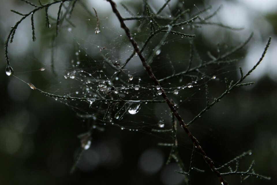 Tree drops araign e