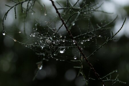 Tree drops araign e
