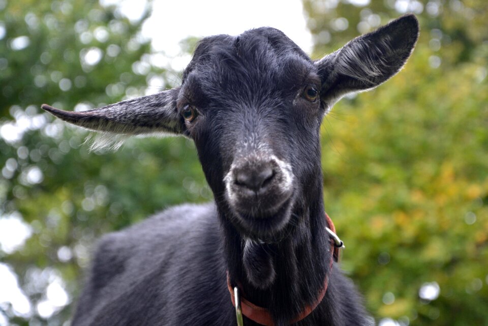 Ruminant animal nature
