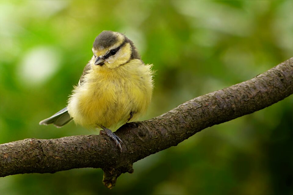 Blue tit cyanistes caeruleus young