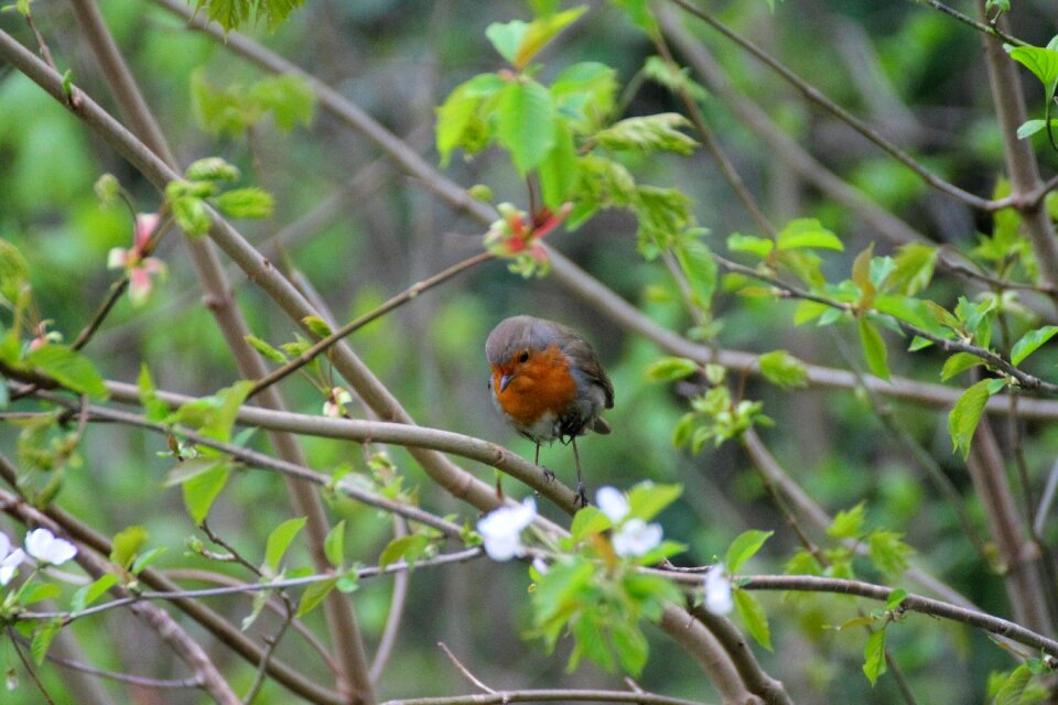 Nature natural branch