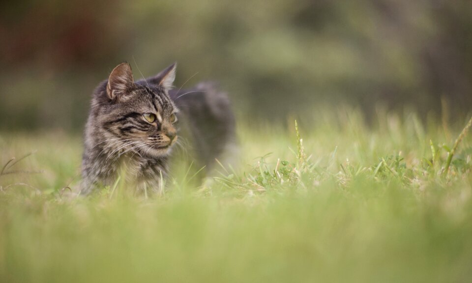 Overview baby animal kitten