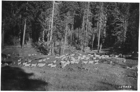 Davis Bros. Goats Near Ashland, Oregon, Crater Forest, 1920 - NARA - 299147 photo