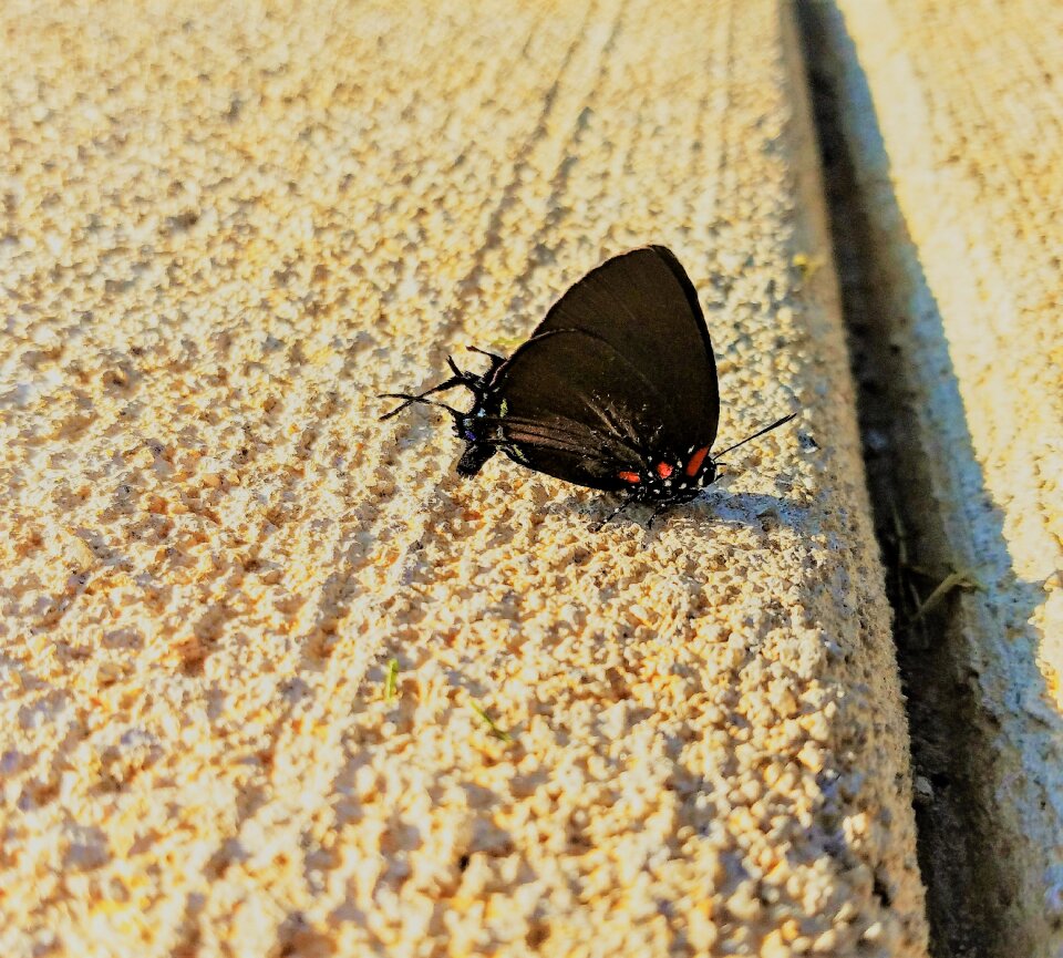 Nature natural bug