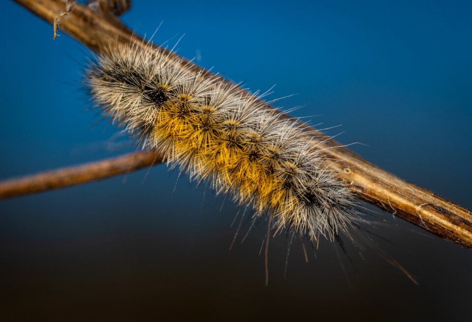 Insect krupnyj plan macro