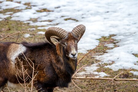 Mouflon nature animal world