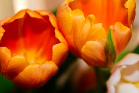 Bouquet flowers nature