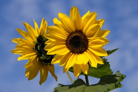 Bloom summer nature