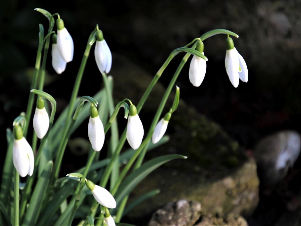 Plant garden winter