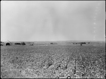 Eden, Idaho. A view of a farm a few miles south of the Minidoka War Relocation Authority center. B . . . - NARA - 538291