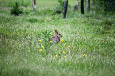 Grass green animal