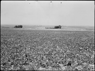 Eden, Idaho. A view of a farm a few miles south of the Minidoka War Relocation Authority center. B . . . - NARA - 538290