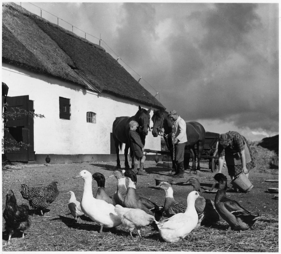 Denmark. (A family on a farm.) - NARA - 541662