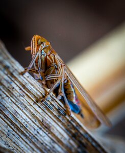 Pest animals for ordinary high rot leafhopper