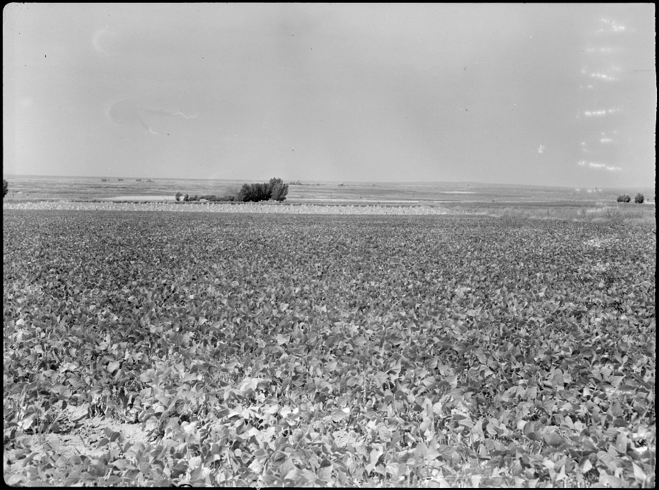 Eden, Idaho. A view of a farm a few miles south of the Minidoka War Relocation Authority center. B . . . - NARA - 538289