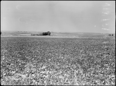 Eden, Idaho. A view of a farm a few miles south of the Minidoka War Relocation Authority center. B . . . - NARA - 538289