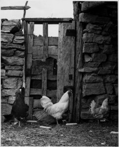 El Cerrito, San Miguel County, New Mexico. Details of construction. The building is a shed for liv . . . - NARA - 521161
