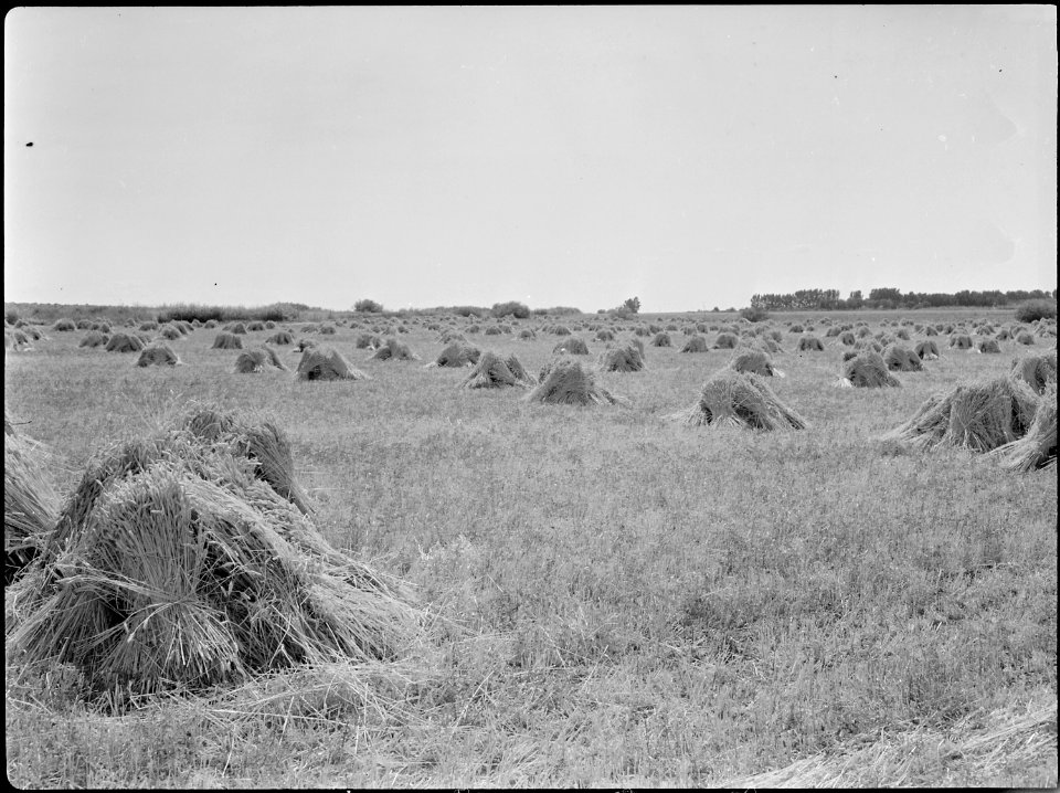 Eden, Idaho. A view of a wheat farm a few miles south of the Minidoka War Relocation Authority cent . . . - NARA - 538292
