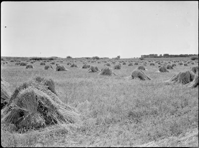 Eden, Idaho. A view of a wheat farm a few miles south of the Minidoka War Relocation Authority cent . . . - NARA - 538292