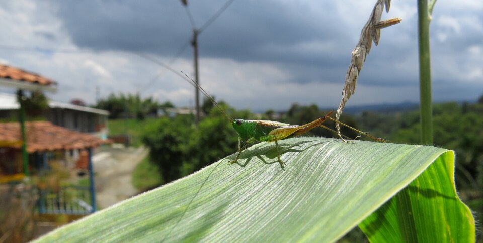 Cricket insect jumper colombia
