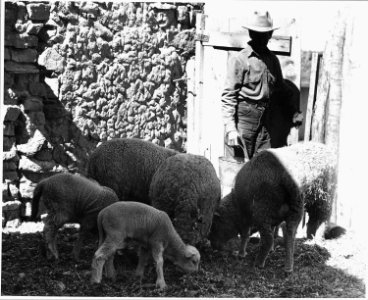 El Cerrito, San Miguel County, New Mexico. Ewes and lambs in a corral in the village. The staple c . . . - NARA - 521211