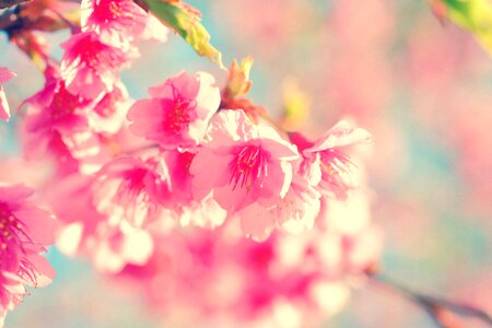 Sakura nature pink photo