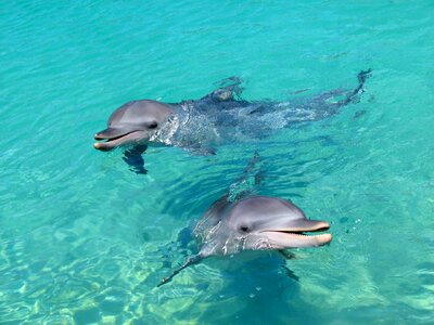 Aquatic animal marine