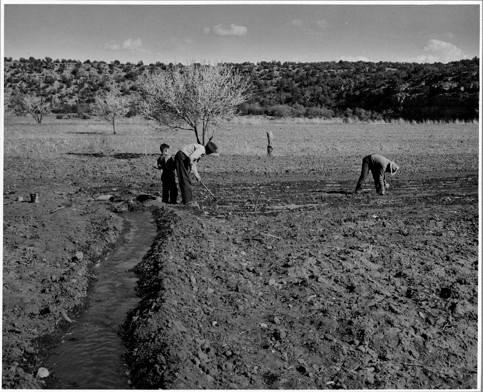 El Cerrito, San Miguel County, New Mexico. The staple crops in El Cerrito are corn, beans and alfal . . . - NARA - 521201