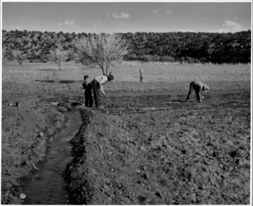 El Cerrito, San Miguel County, New Mexico. The staple crops in El Cerrito are corn, beans and alfal . . . - NARA - 521201